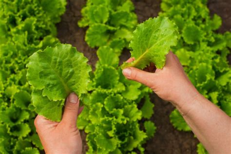 Harvesting Lettuce Leaves: Grow Timing And Procedure - Gardender