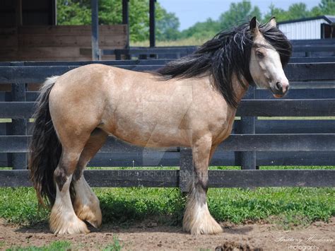 Palomino, Buckskin and Smokey Black on Horse-Stock-Heaven - DeviantArt