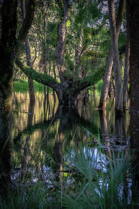 Myakka Skunk Ape? Photograph by Lynne Pedlar