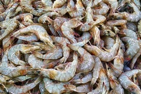 Berbagai Nutrisi Udang Vaname untuk Membantu Pertumbuhannya - Tambak Milenial