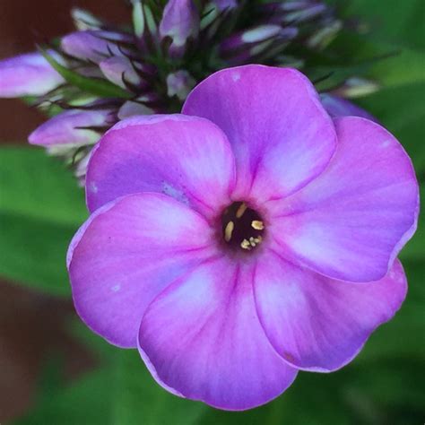 Phlox paniculata 'Lilac Flame', Phlox 'Lilac Flame' - uploaded by ...