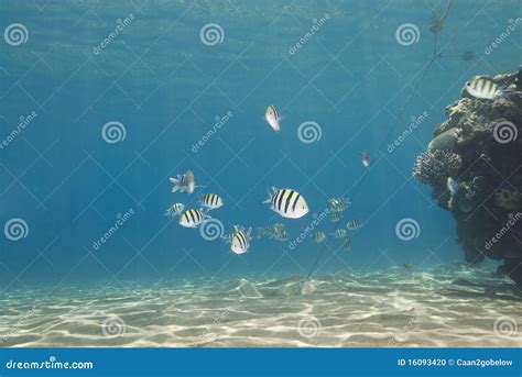 Small School Of Tropical Fish. Stock Photo - Image: 16093420