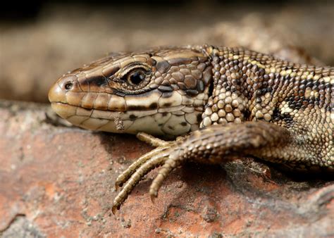 Common lizard - Overview | Young People's Trust For the Environment