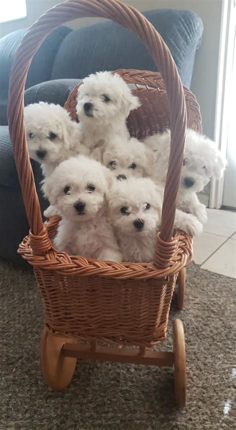 Bichon Frise Puppies | America's Pet Registry