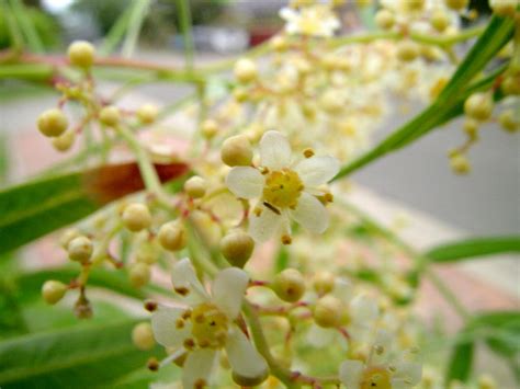 Australian Anacardiaceae