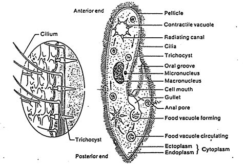 Paramecium Labeled