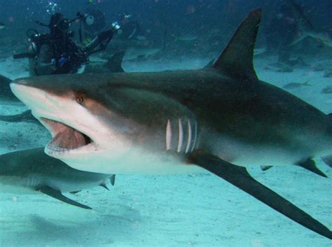 Caribbean Reef Shark - Carcharhinus perezii - Nassau, Bahamas - Photo 7 - Tropical Reefs