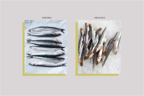 Anchovies vs. Sardines: The Difference & Which One Is Healthier ...