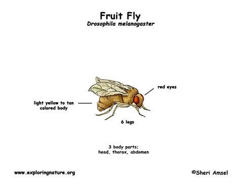 Fruit Fly | Fruit flies, Anatomy, Fruit