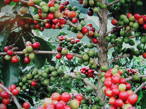 Coffee Arabica Plants, How to Grow and Care for your own Coffee Tree ...