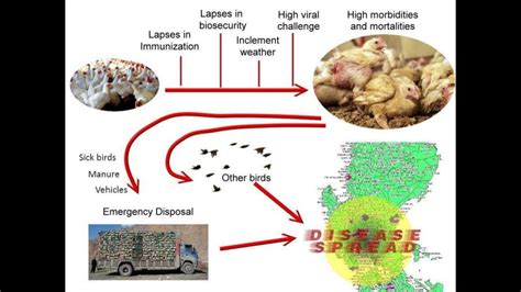 Newcastle disease outbreak in region III by Dr E Lapuz