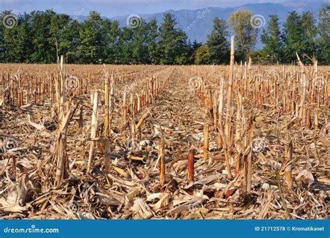 Cornfield After Harvest Royalty Free Stock Photos - Image: 21712578