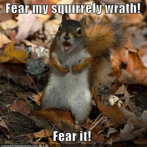 Fear me! 🐿 | Squirrel funny, Squirrel memes, Cute animal quotes