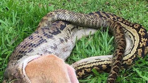 Scrub python unhinges jaw and eats wallaby whole in Queensland | Photos