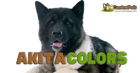 Everything You Need To Know About Akita Colors - Canine Pals