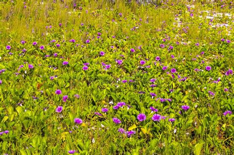 Pink Purple Morning Glory Goats Foot Creeping Beach Flower Mexico Stock ...