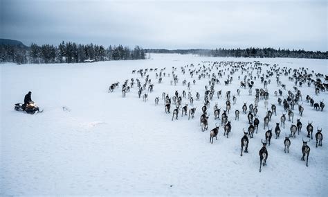 Fighting for Free-Range Reindeer in Norway’s Far North - YES! Magazine Solutions Journalism