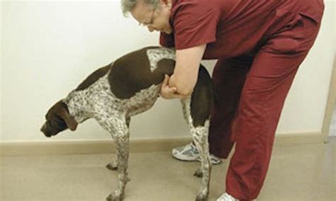 How To Perform the Heimlich Maneuver on Dogs - DogHeirs