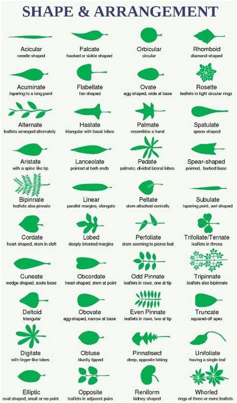 How to Identify a Tree Using Leaf Shape, Margin, and Venation | Trees ...