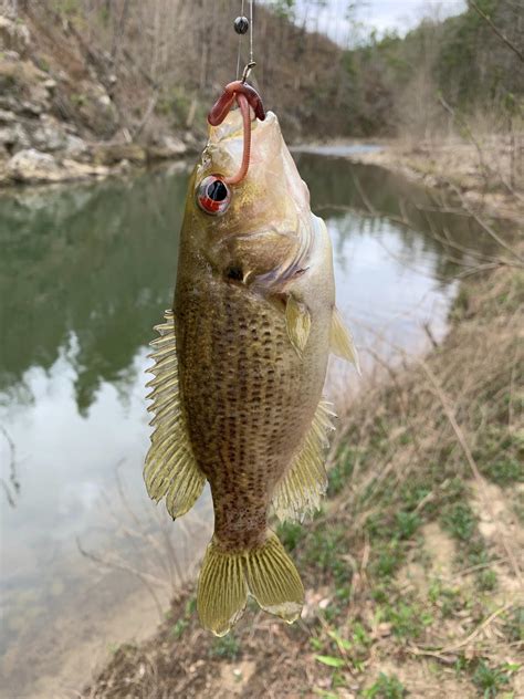 Baby rock bass. Love his eye. Released him so he can get bigger. : Fishing