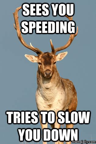 10 Best Deer Memes | Sweeney Feeders