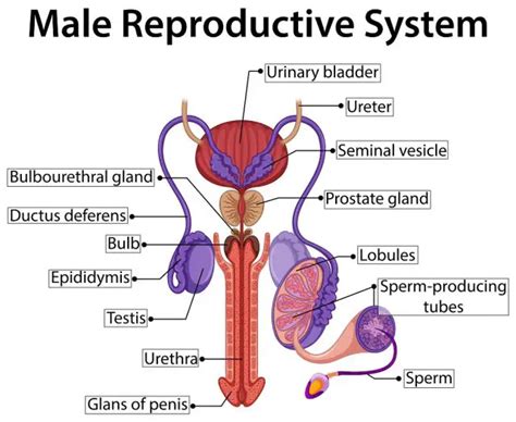 Hormones in Male Reproductive System | STD.GOV Blog