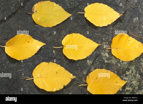 Deerfield NH Yellow Birch leaves Betula alleghaniensis Fall foliage ...