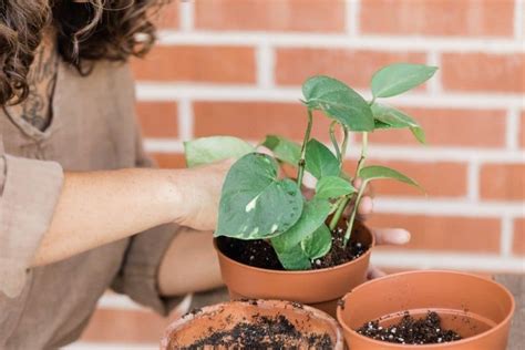 Best Potting Soil for Indoor Plants: Reaching New Levels of Plant Performance Jay Scotts Collection