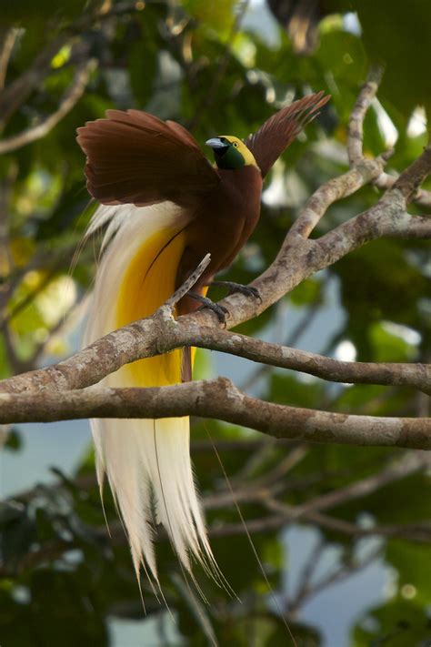 Multimedia Gallery - Lesser bird-of-paradise during courtship dance | NSF - National Science ...