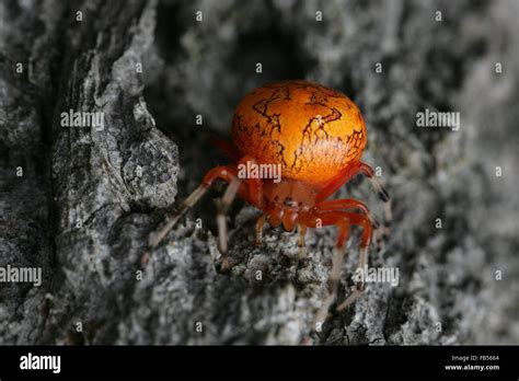 Marbled orb weaver hi-res stock photography and images - Alamy