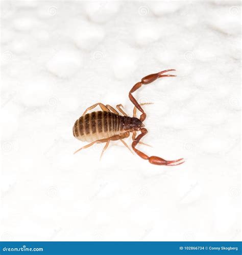 A 3mm Long Book Scorpion with Pincers Stock Photo - Image of segments ...