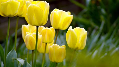 Spring Yellow Flowers - Wallpaper, High Definition, High Quality, Widescreen