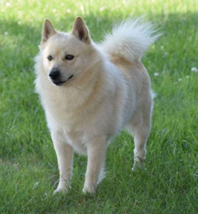 Schipperkes and Color - Kurakuma Schipperkes