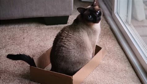 Why Cats Love to Sit in Boxes – Even Fake Ones, According to Science