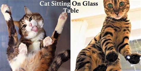 Cat Sitting On Glass Table Is The Funniest Thing Ever