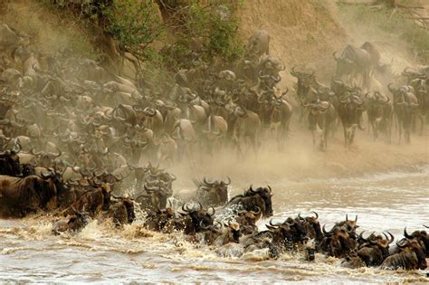 Wildebeest Migration: Private Safaris, Tours | Extraordinary Journeys