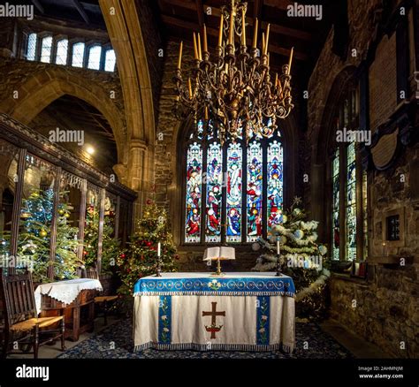 Interior of Halifax Minster at Christmas decorated with multiple Christmas trees, West Yorkshire ...