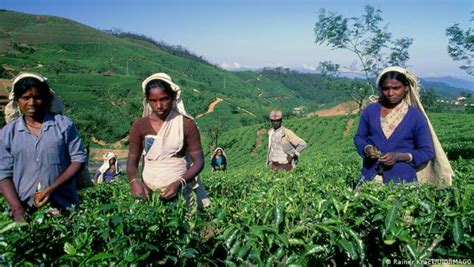 Why is Trouble Brewing in Sri Lanka's Tea Industry? | NewsClick