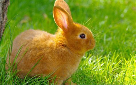 Red rabbit: description species