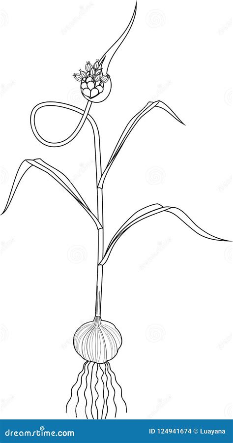 Coloring Page. Garlic Plant with Bulb, Stalk and Flower on White Background Stock Vector ...