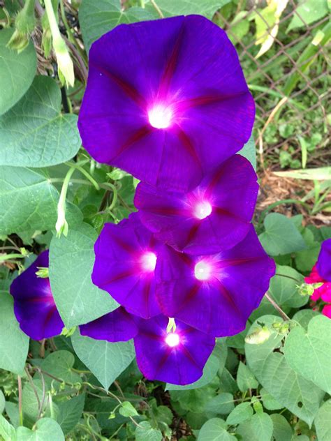 Purple Morning Glories | Morning glory, Flowers, Indoor plants