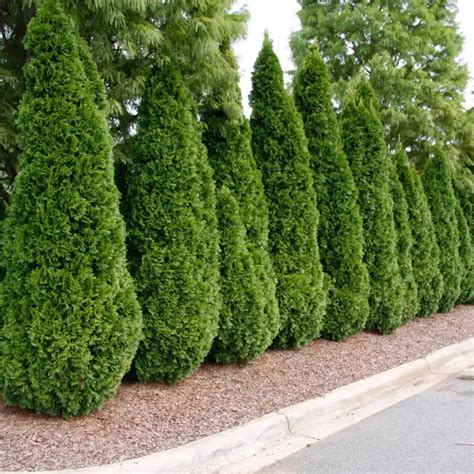 Buy Emerald Green Arborvitae Hedge for Sale | Spring Hill Nurseries ...