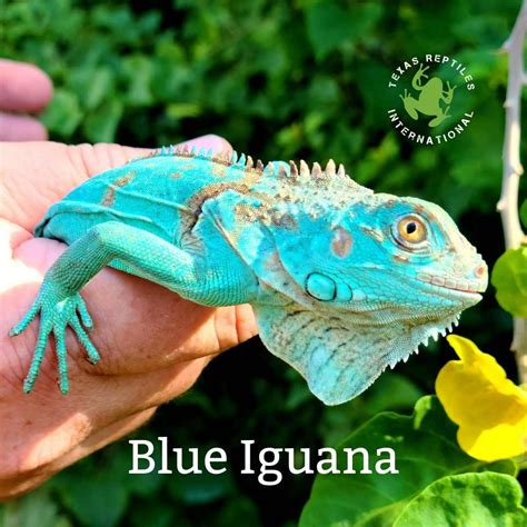 Blue Iguana