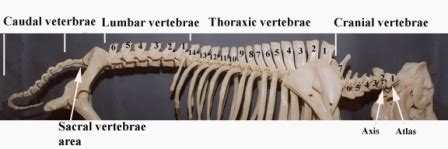 Clinical gross anatomy of the locomotor system