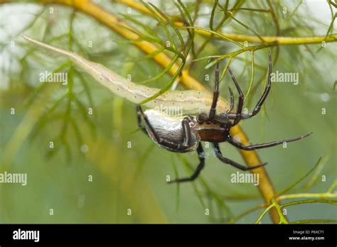 Diving bell spider Stock Photo - Alamy