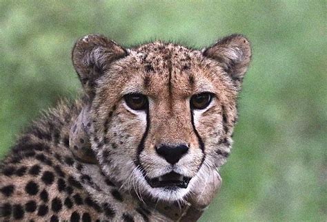 Indian cheetah reintroduction, two months on. - Cheetah Conservation ...