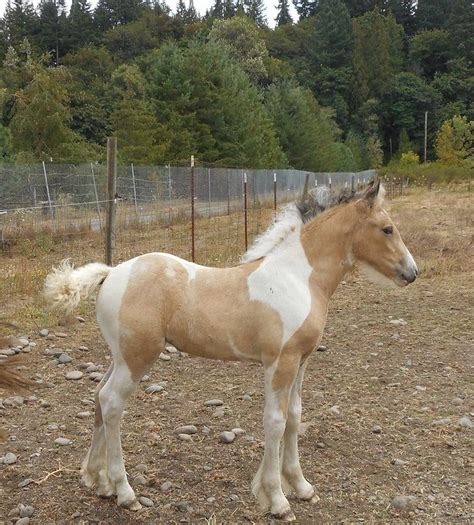 Best Drone: Buckskin Gypsy Vanner Horse / Incredible Buckskin Gypsy ...