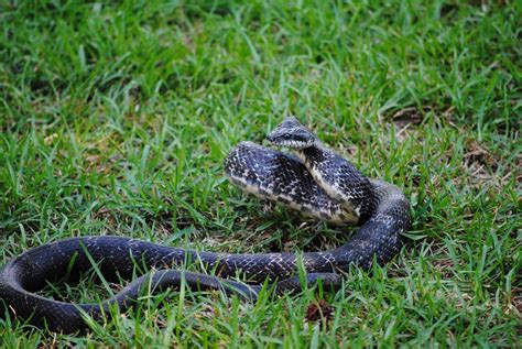 Digital Photography Class: Angry Snake