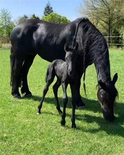 Black Beauty | Cute Baby Horse [Video] | Cute baby horses, Horses, Baby horses