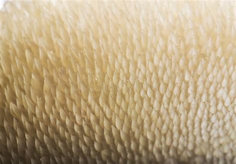 Mushroom texture stock image. Image of organism, close - 61616669